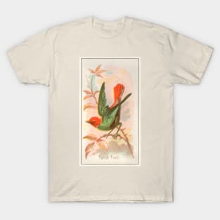 Parrot Finch T-Shirt